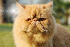 波斯猫社区官方版游戏下载，波斯猫社区安卓游戏下载