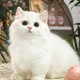 猫和老鼠手游超级猎手怎么玩，猫和老鼠手游官网